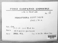 Peniophora quercina image